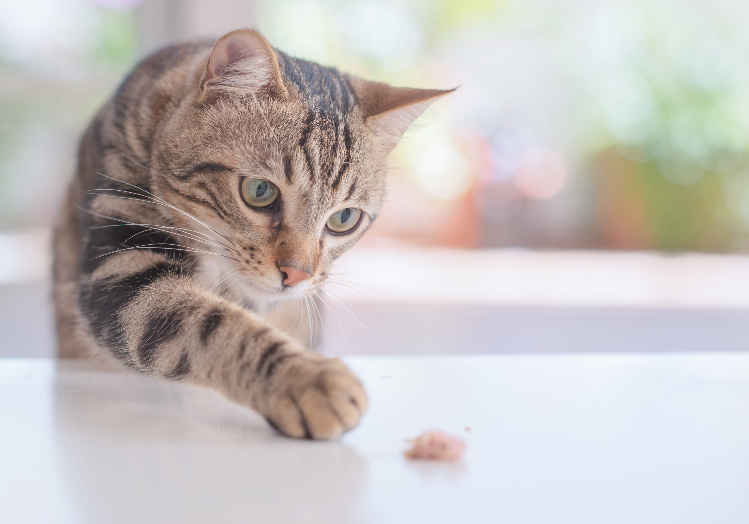 猫がおやつを取ろうとしている